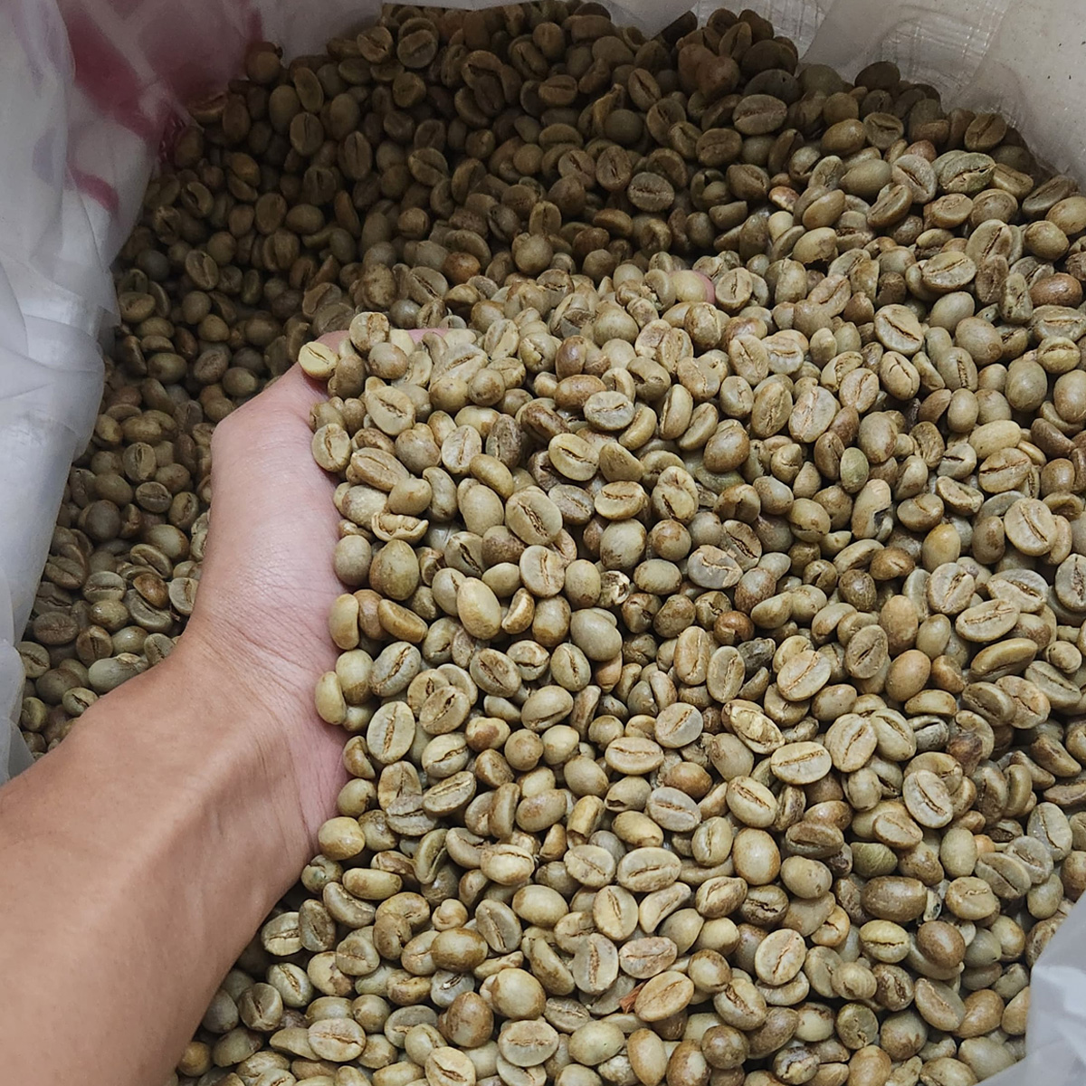 Robusta Roasted Bean Whole Bean